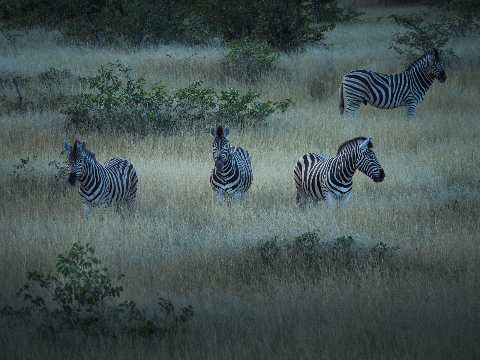 Etosha National Park, Namibia